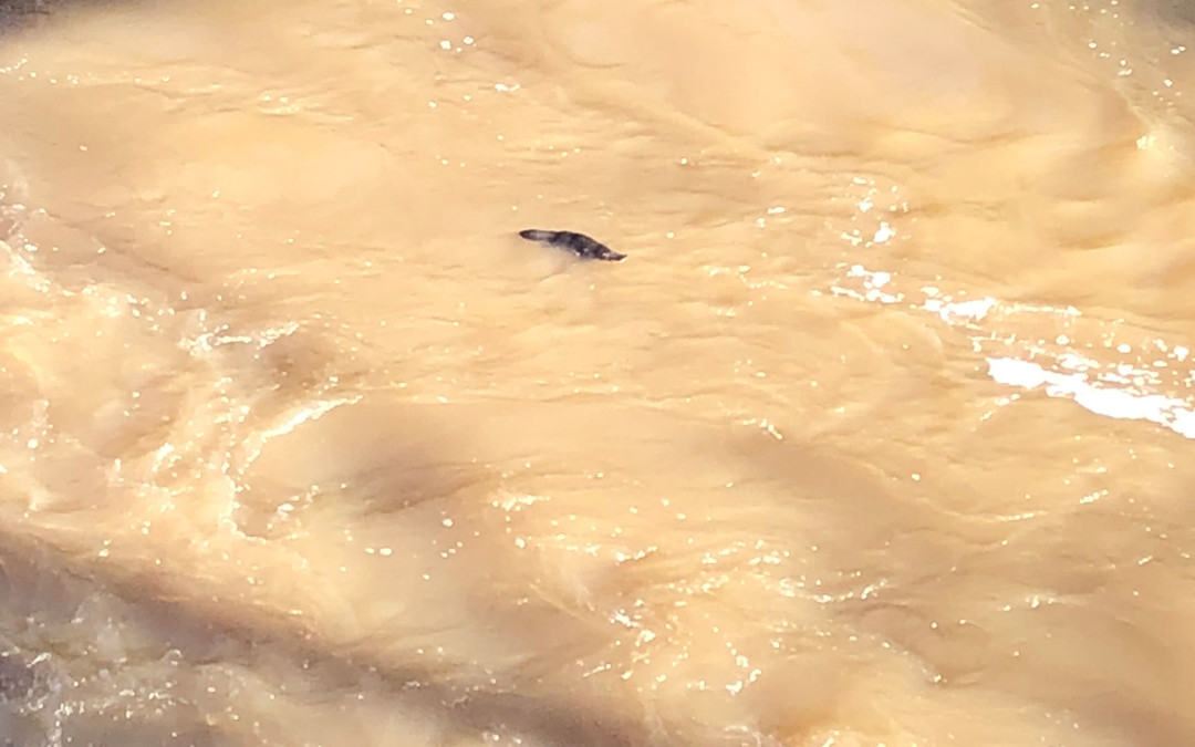 platypus at yarra river lower templestowe